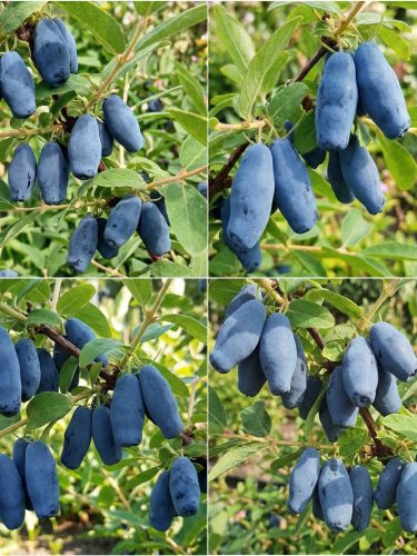 Gemini_Generated_Image_tmcuywtmcuywtmcu — kopia.png