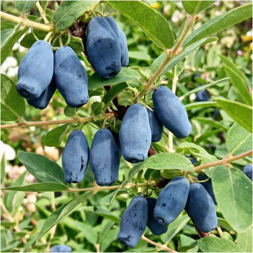 honeybee społka.png