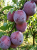 Gemini_Generated_Image_78ibn378ibn378ib — kopia.png