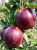 Gemini_Generated_Image_cvafoycvafoycvaf — kopia.png
