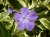 periwinkle-gbc3534661_1920.jpg