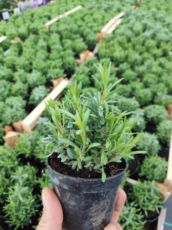 WhatsApp Image 2026-04-21 at 14.53.21.jpeg