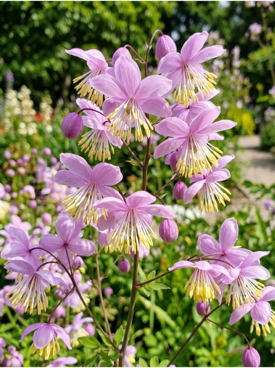 Gemini_Generated_Image_2tpp692tpp692tpp — kopia.png