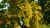 grapes-1599052_1920.jpg