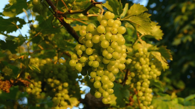 grapes-1599052_1920.jpg