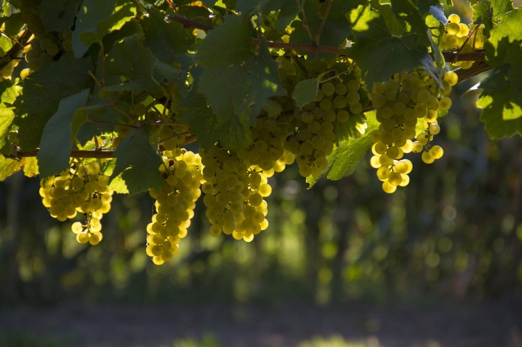 grapes-1758134_1920.jpg