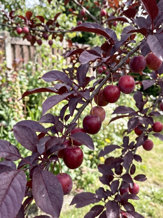 Tło folder inne.png