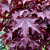 Gemini_Generated_Image_au2x6qau2x6qau2x.png