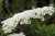 bride-spiere-1346423_1920.jpg
