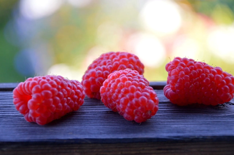 raspberries-6772432_1280.jpg