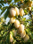 Gemini_Generated_Image_pry9bppry9bppry9.png