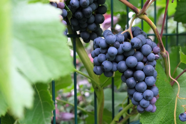 wine-7424007_1920.jpg
