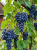 Gemini_Generated_Image_1eaov41eaov41eao.png