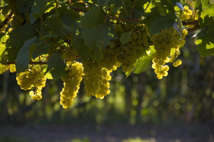 grapes-1758134_1920.jpg