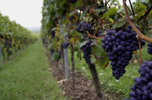 grapes-2560353_1920.jpg