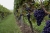 grapes-2560353_1920.jpg