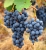 wine-3645216_1920.jpg