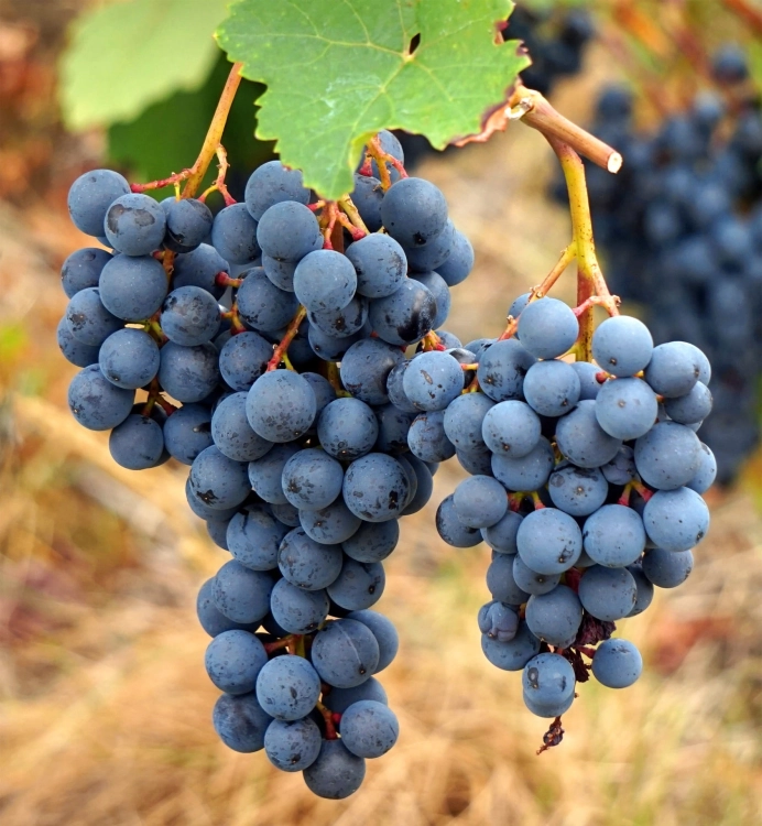wine-3645216_1920.jpg