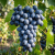 Gemini_Generated_Image_u22365u22365u223 (1).png