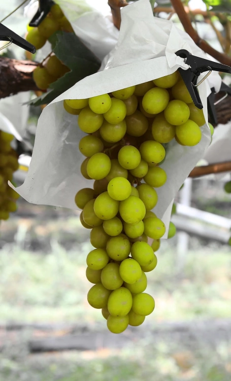 grape-3816519_1920.jpg