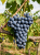 Gemini_Generated_Image_nmwq77nmwq77nmwq.png