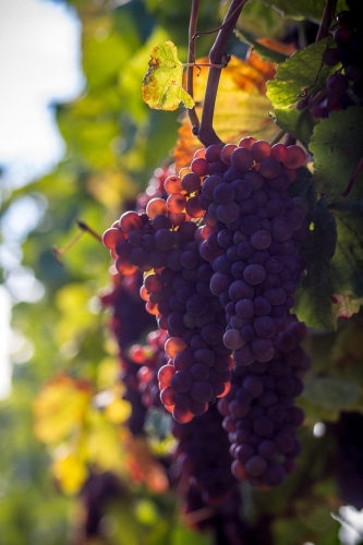 grape-970457_1280.jpg