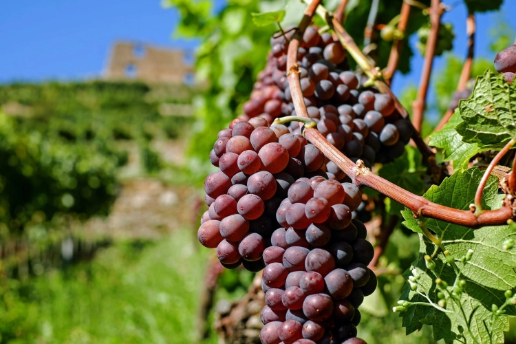 grapes-2672886_1920.jpg