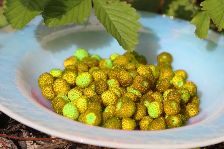 wild-strawberry-388673_1920.jpg
