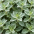 Gemini_Generated_Image_flw124flw124flw1.png