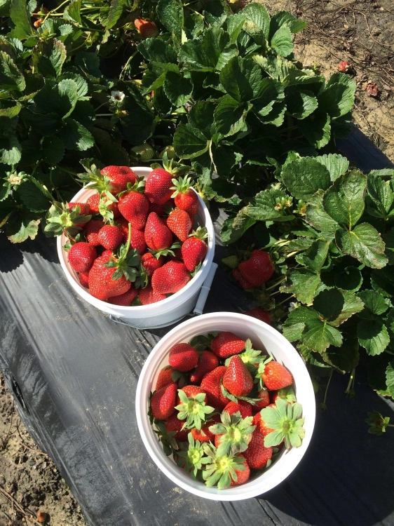 strawberries-1344751_1920.jpg