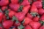 strawberries-3390127_1920.jpg