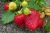 strawberries-4235410_1920.jpg