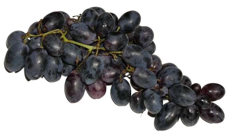 grapes-2615312_1920.png