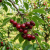 Gemini_Generated_Image_dvj97ddvj97ddvj9.png