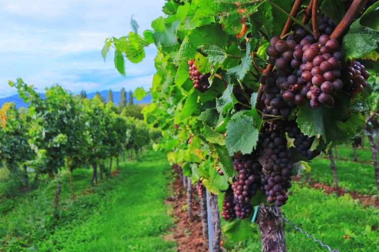wine-2799719_1920.jpg