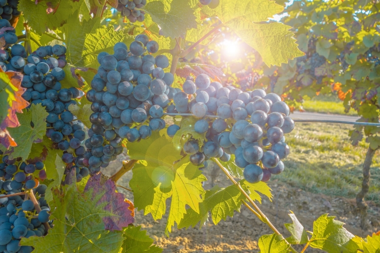 grapes-580346_1920.jpg