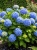 Blue4.jpg