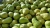 pears-482630_1920.jpg