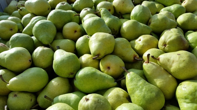 pears-482630_1920.jpg