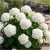 Gemini_Generated_Image_jx3g6ajx3g6ajx3g.png