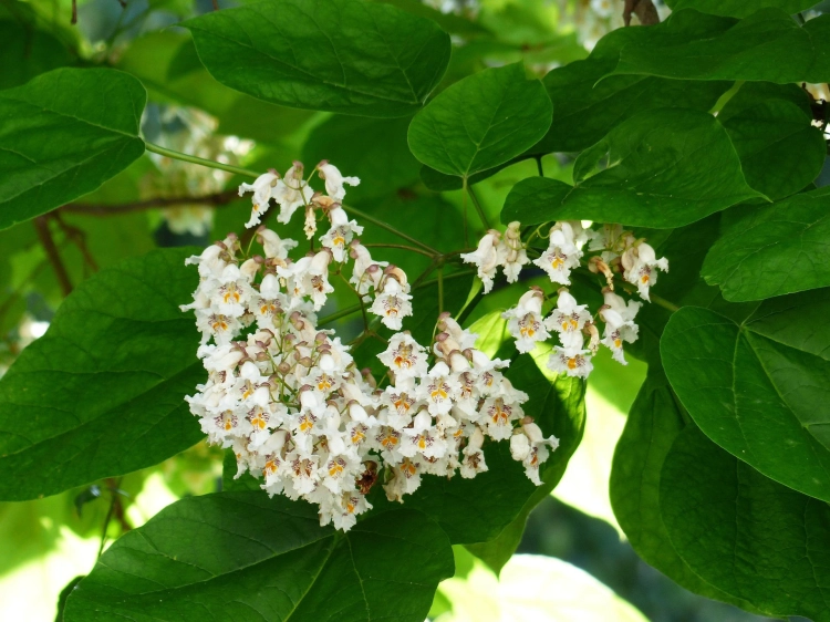 inflorescence-g9b7db9816_1920.jpg