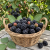 Gemini_Generated_Image_gt1wdmgt1wdmgt1w.png
