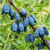 Gemini_Generated_Image_321meh321meh321m.png