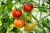 planet_fox-tomatoes-6614242_1920.jpg