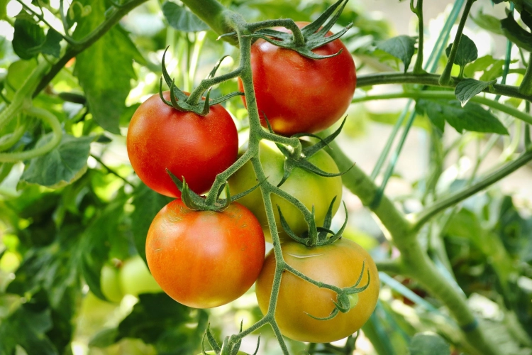 planet_fox-tomatoes-6614242_1920.jpg
