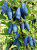 Gemini_Generated_Image_c88nibc88nibc88n — kopia.png