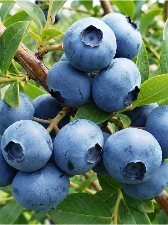Tło folder inne (1667 x 2222 px).png